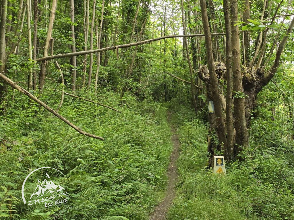 Przewodnik Camino de San Salvador - w lesie przed Pola de Lena
